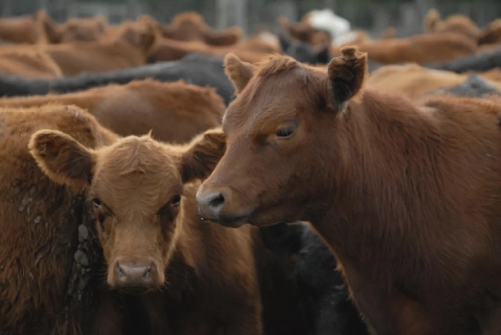 Persisten las caídas en la faena de carne y se profundiza la retracción del&nbsp;sector