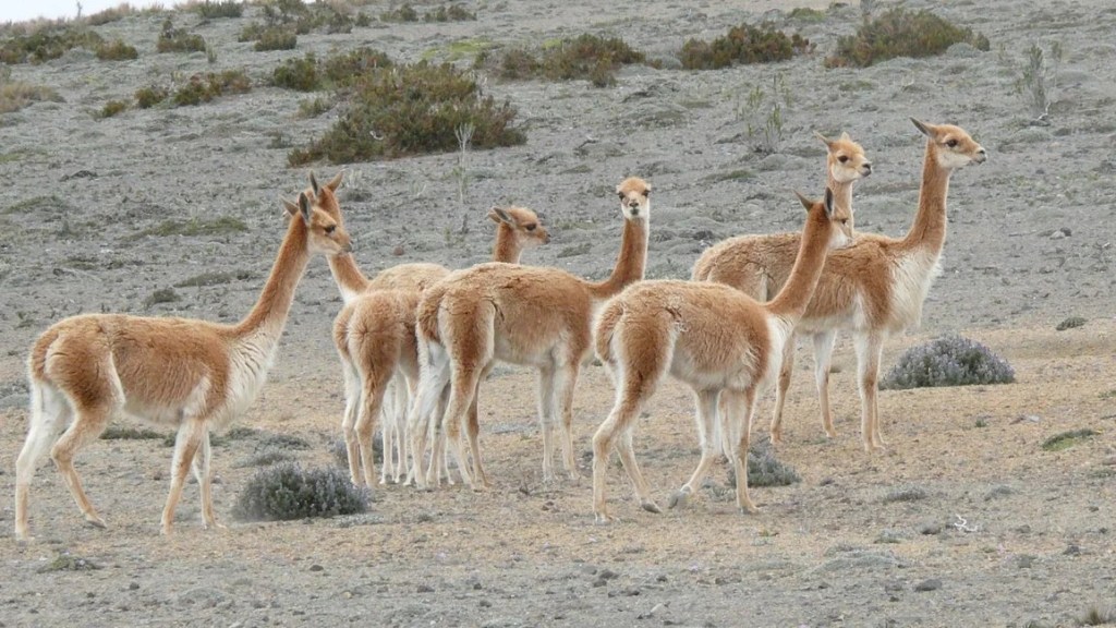 Jujuy aplicó una multa récord por la caza ilegal de vicuñas